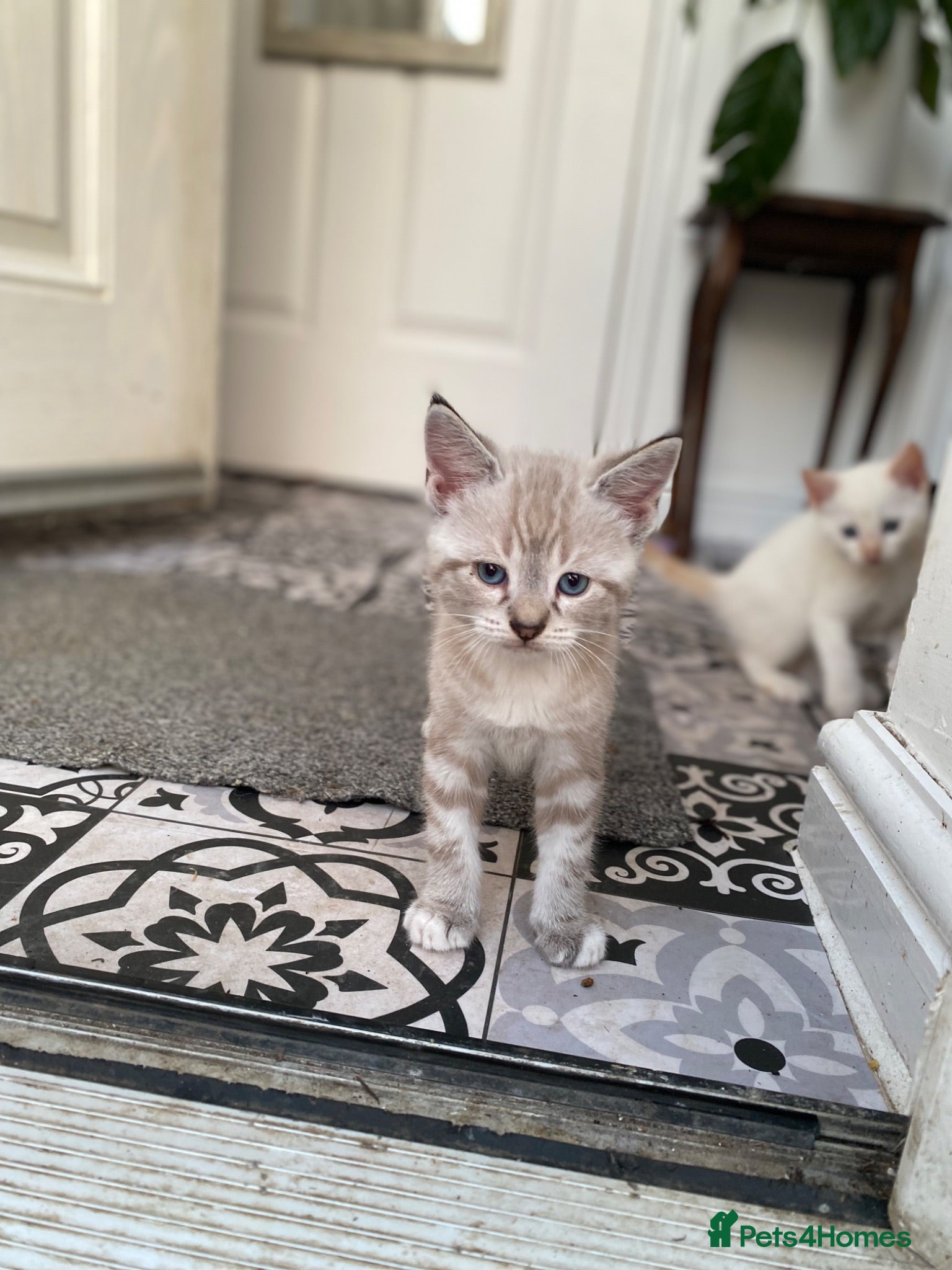 Mixed Breed cats 7 week old kittens!  - Advert 2