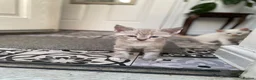 Mixed Breed cats for sale: 7 week old kittens!  in Royston - Advert 1