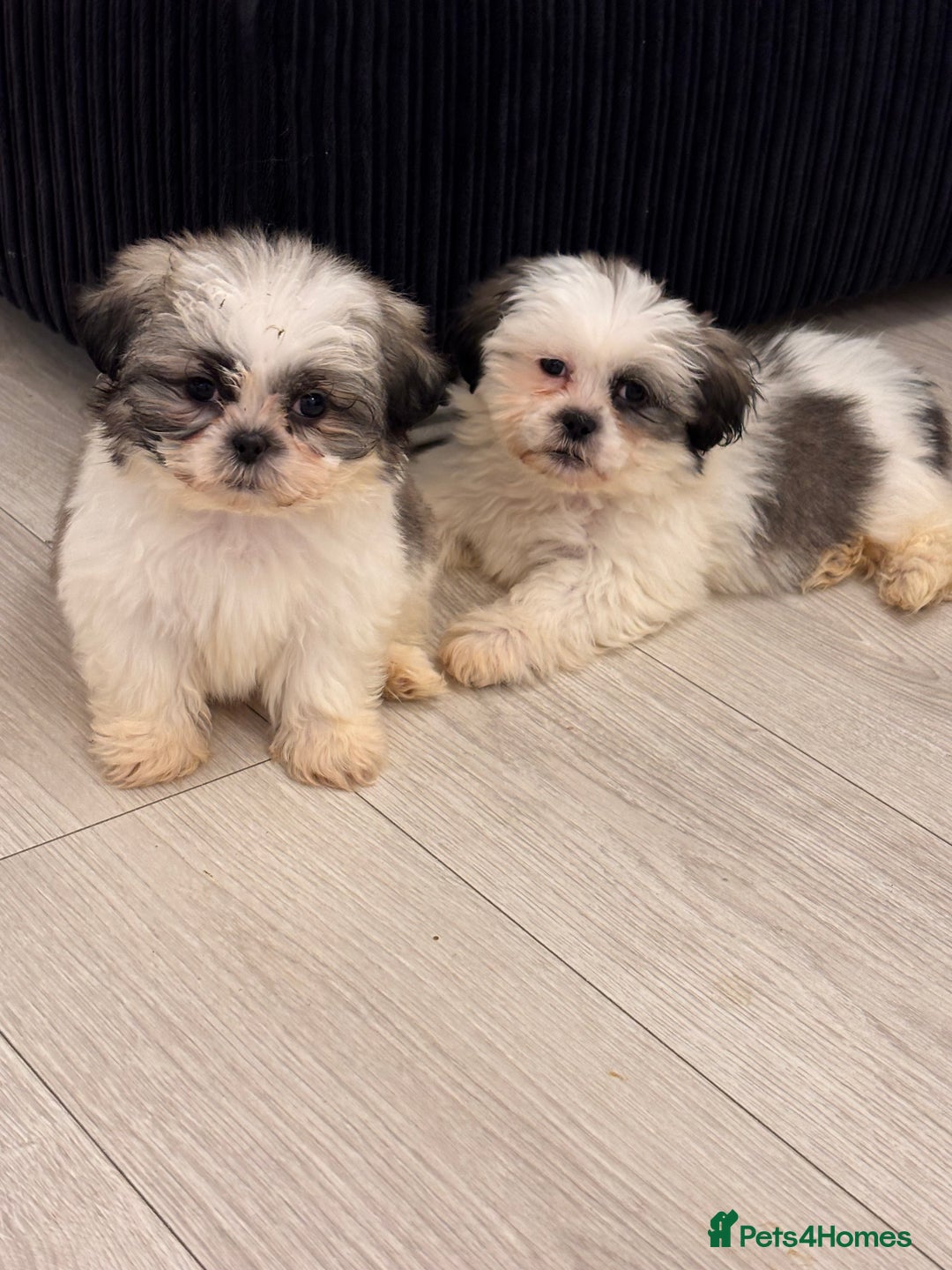 Shih Tzu dogs for sale: 4 beautiful shih tzu - Advert 3
