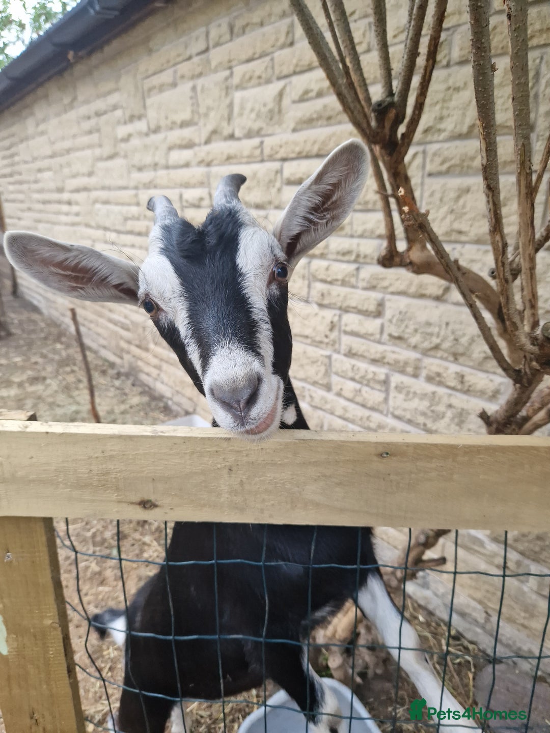 Goats livestock for sale: For Sale: 2 Beautiful Female British Alpine Goats - Image 1