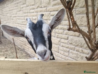 Goats livestock - Advert 12