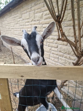 Goats livestock - Advert 5