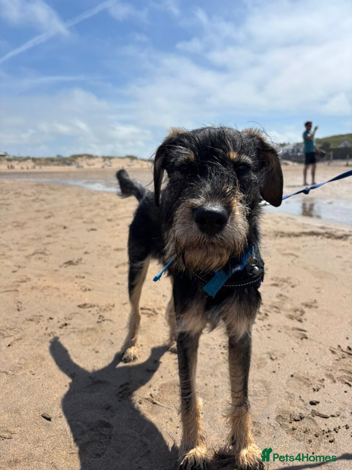 Mixed Breed dogs Stunning Scout, 9 month old labrador/schnoodle  - Advert 2