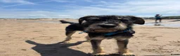 Mixed Breed dogs for sale: Stunning Scout, 9 month old labrador/schnoodle  - Advert 2