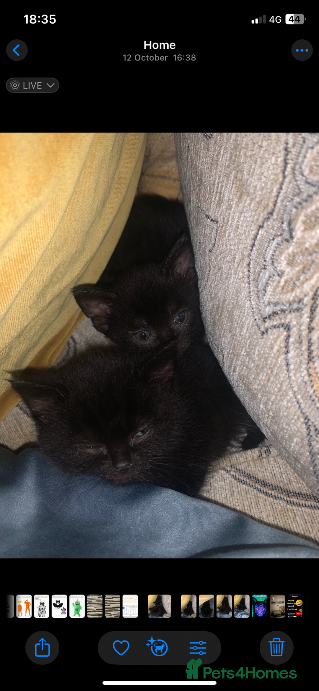 Bombay cats for sale: Kittens - Advert 23
