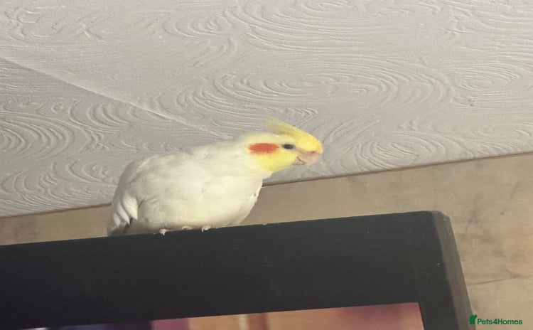 Cockatiels birds - Advert 2