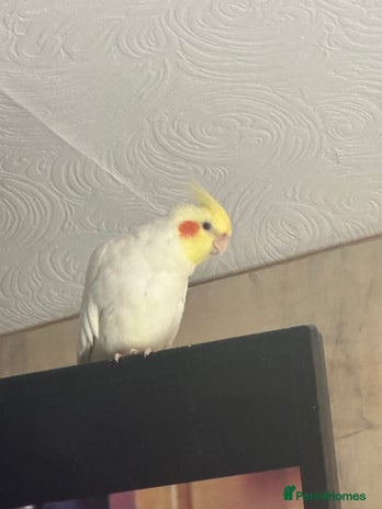 Cockatiels birds - Advert 2