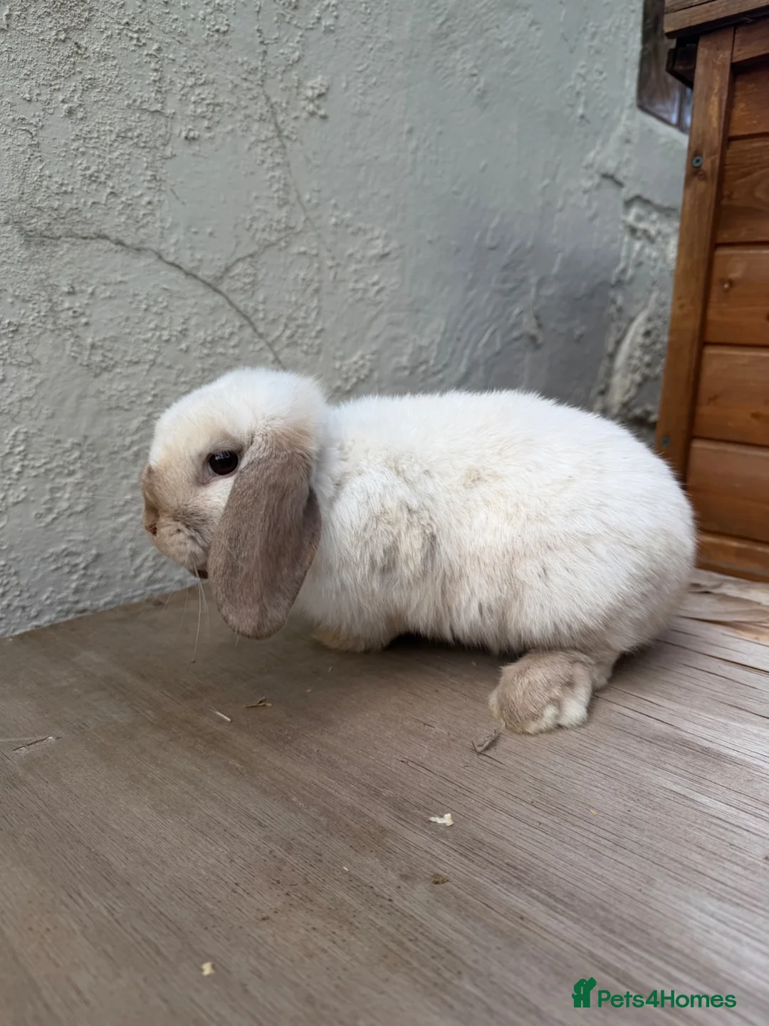 Mini Lop rabbits for sale: Beautiful Young Mini Lop Friendly & Sweet Nature - Advert 2