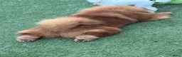 Chow Chow dogs for stud: ROLEX… Son of Crufts Imperial Champion  - Advert 12