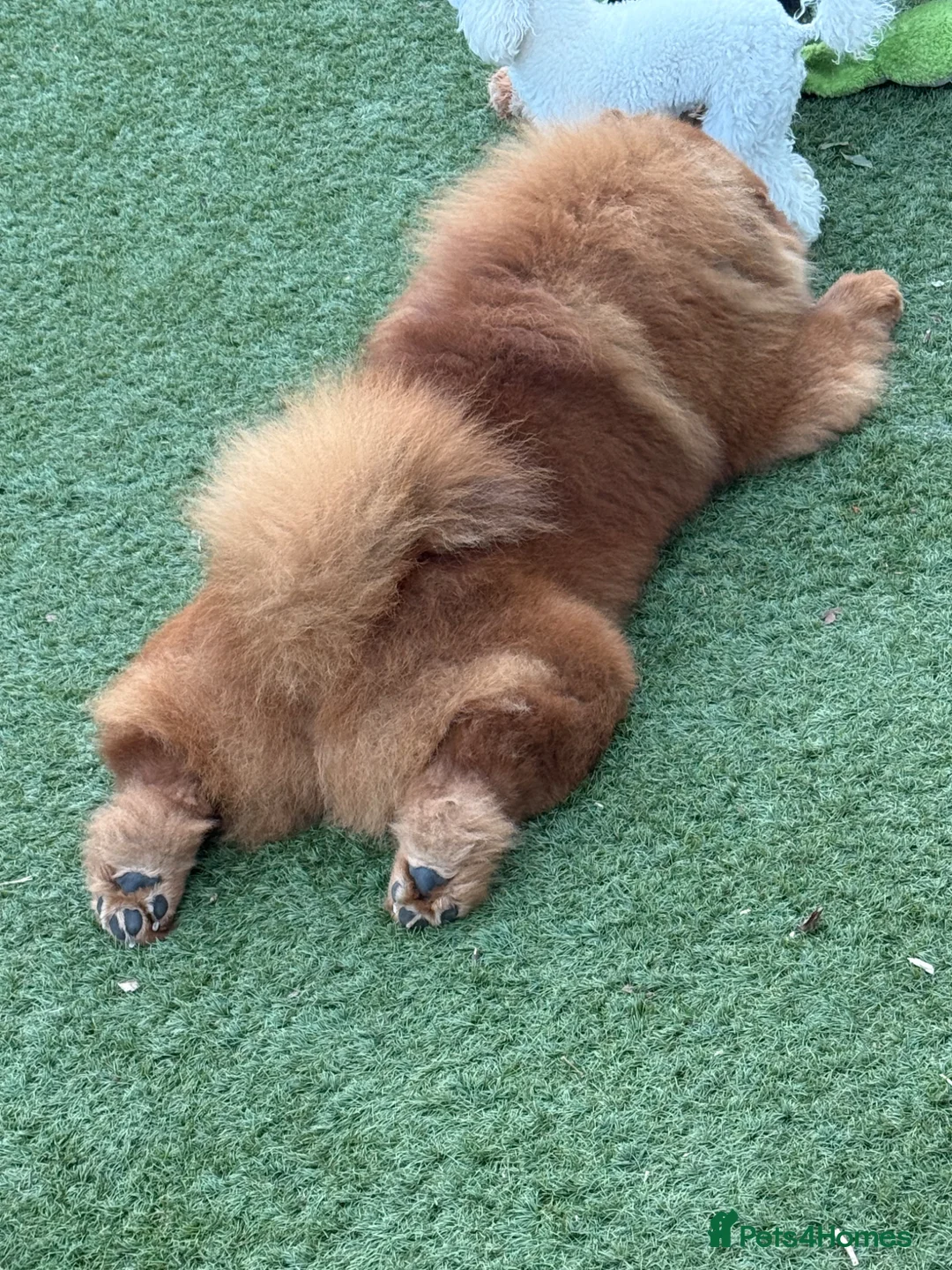 Chow Chow dogs for stud: ROLEX… Son of Crufts Imperial Champion  - Advert 12