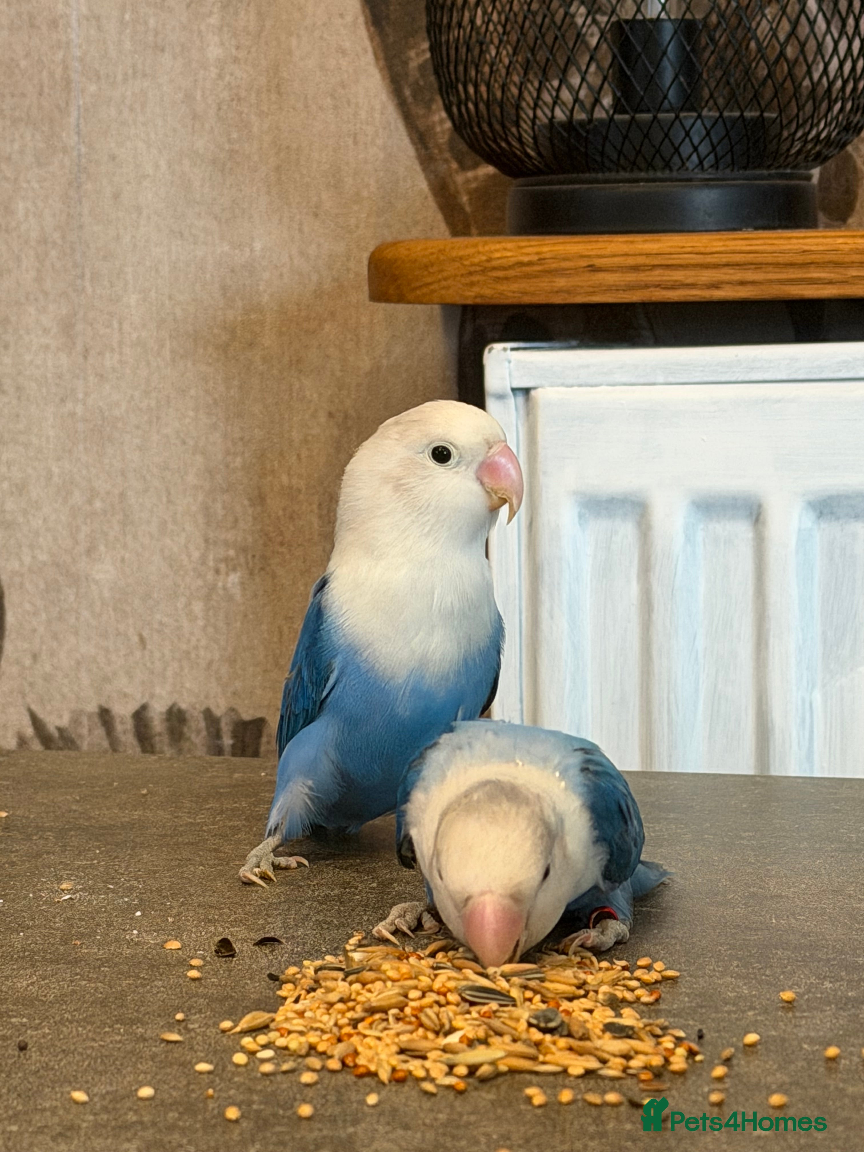 Lovebirds birds Opaline lovebirds  - Advert 13