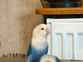 Lovebirds birds Opaline lovebirds - Advert 2