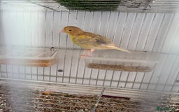 Canaries birds for sale: Canary - Image 7