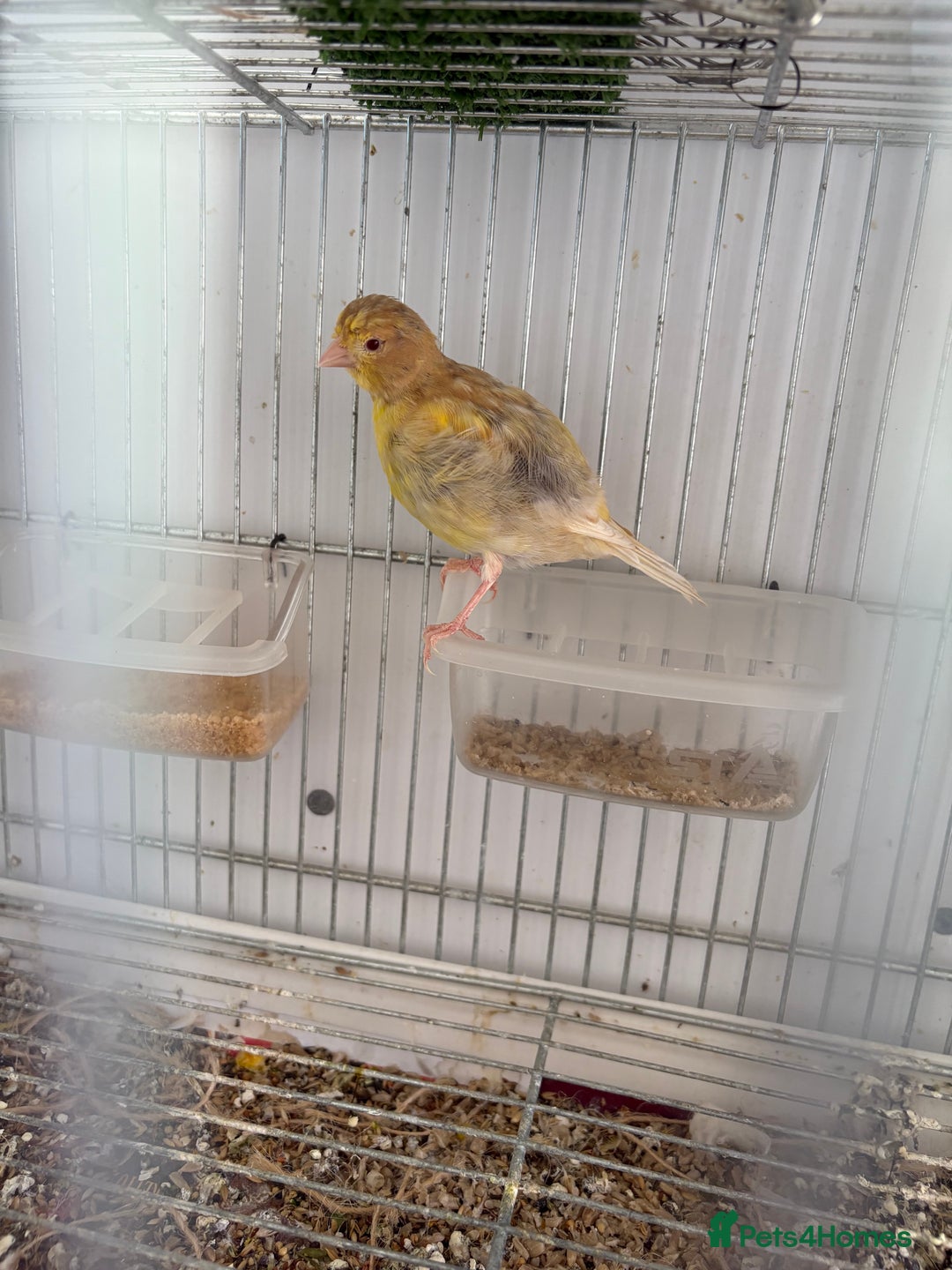 Canaries birds for sale: Canary - Image 7