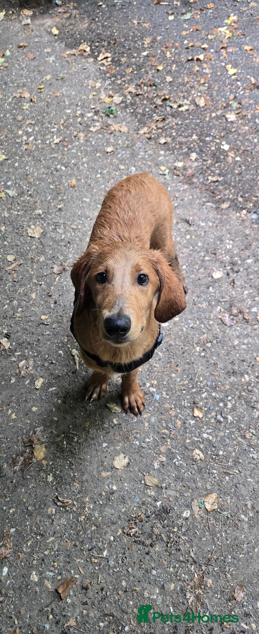 Mixed Breed dogs for sale: Ghost in Tonbridge - Advert 1