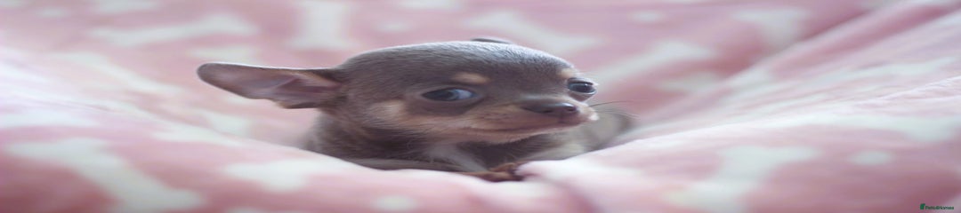 Chihuahua Puppy 3