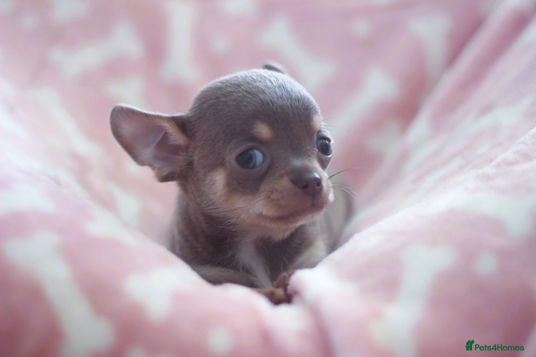 Chihuahua dogs for sale: Kc Registered Quality chihuahua puppies  - Image 10