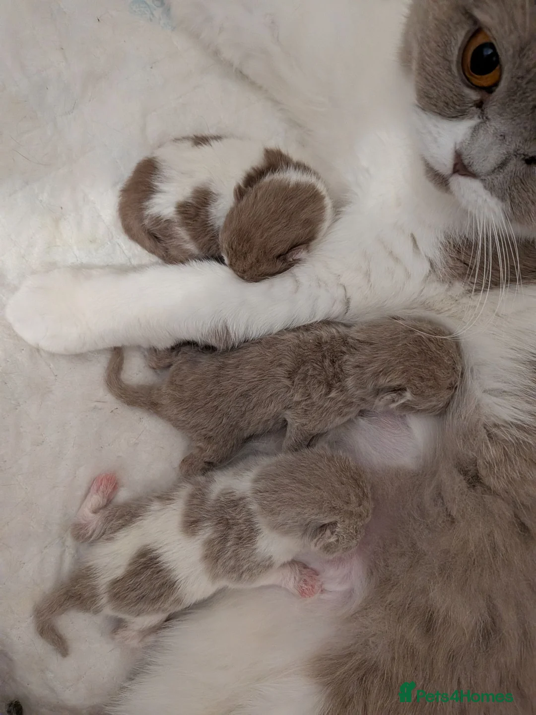 British Shorthair cats for sale: GCCF British Shorthair kittens  - Advert 14