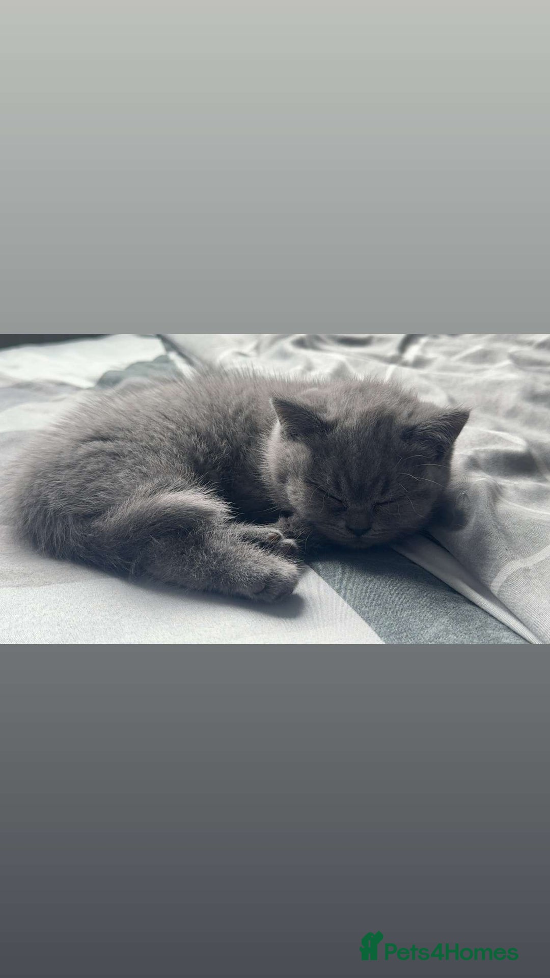 British Shorthair cats for sale: BSH KITTENS  - Image 21