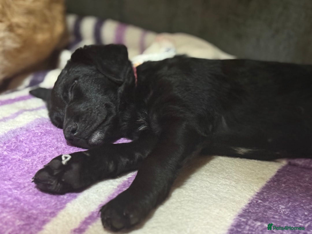 Mixed Breed dogs for sale: READY NOW - Goldador Miniature Puppies - Advert 7