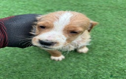 Mixed Breed dogs for sale: 7 beautiful Labrador x cockapoo pups  - Image 10