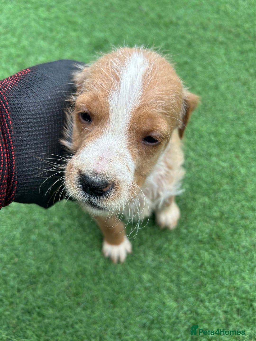 Mixed Breed dogs for sale: 7 beautiful Labrador x cockapoo pups  - Image 10
