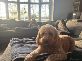 Cockapoo dogs Loving Cockapoo puppies - Advert 5