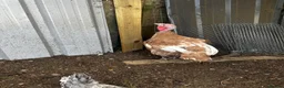 Chickens poultry for sale: Chickens, ducks and quails - Advert 8