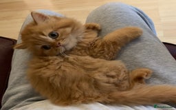 British Longhair cats for sale: BRIRISH long hair kittens - Image 6