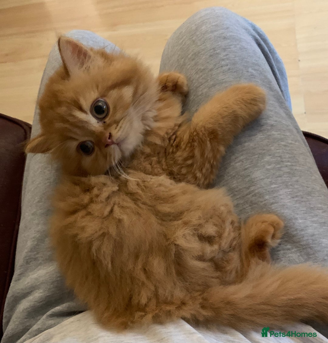 British Longhair cats for sale: BRIRISH long hair kittens - Image 6