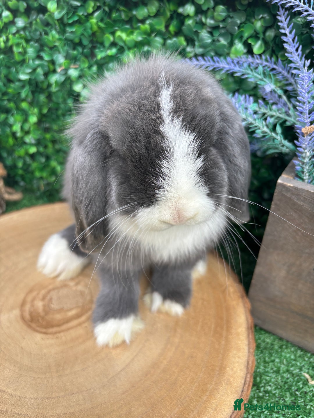 Mini Lop rabbits for sale: 🌟 mini lop babies 🌟 - Image 8