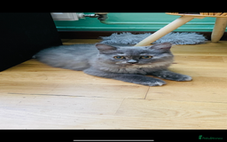 Scottish Fold cats for sale: Scottish straight girl and boy ready to go - Image 6