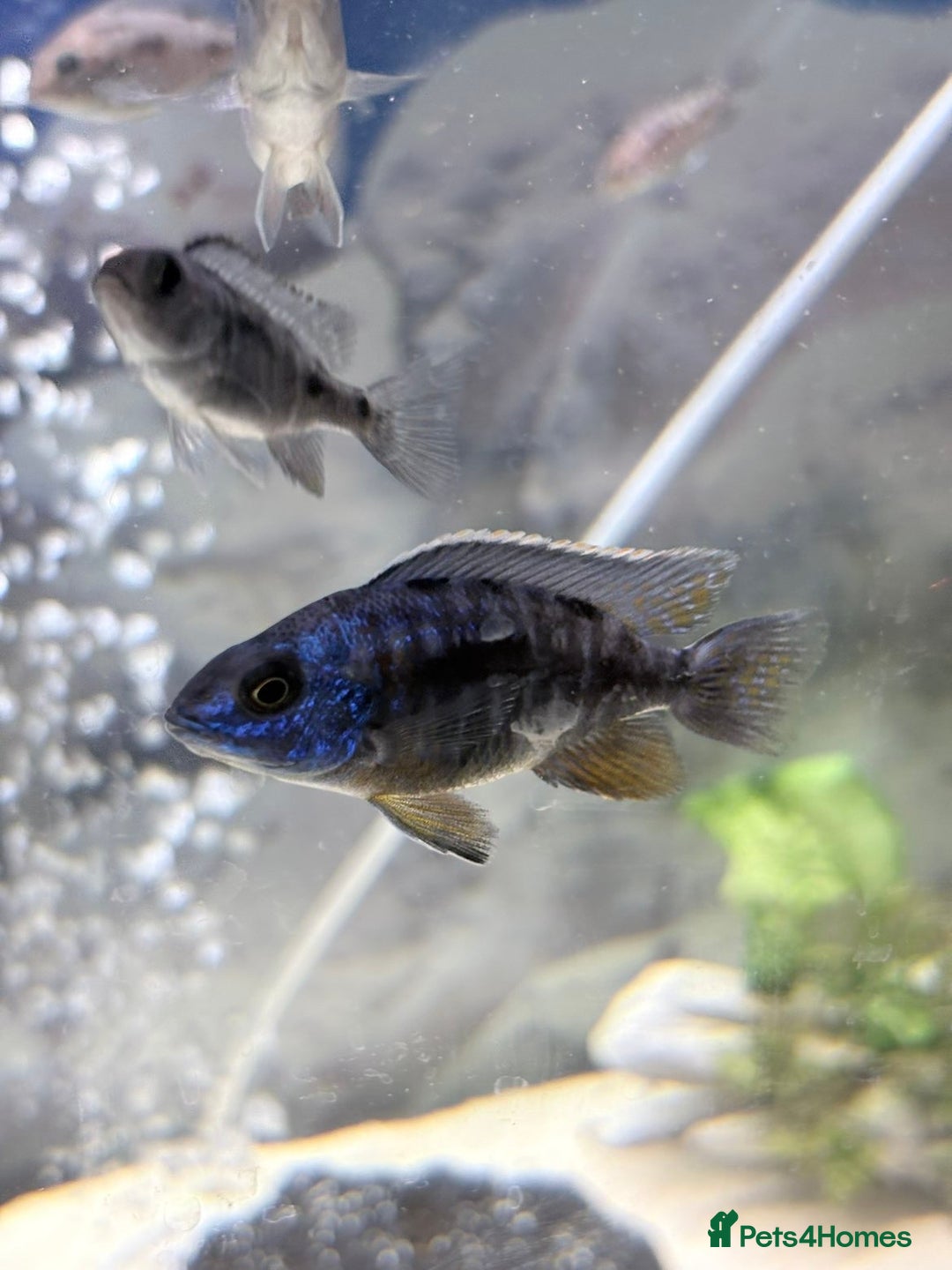 Cichlids fish for sale: Red sided and sulfur head cichlids  - Advert 9