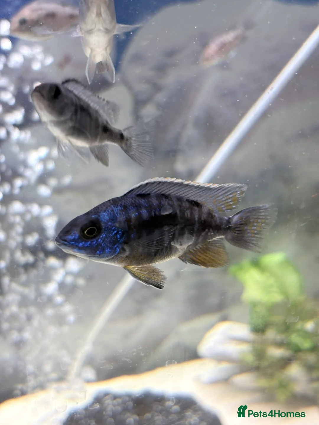 Cichlids fish for sale: Red sided and sulfur head cichlids  - Advert 9