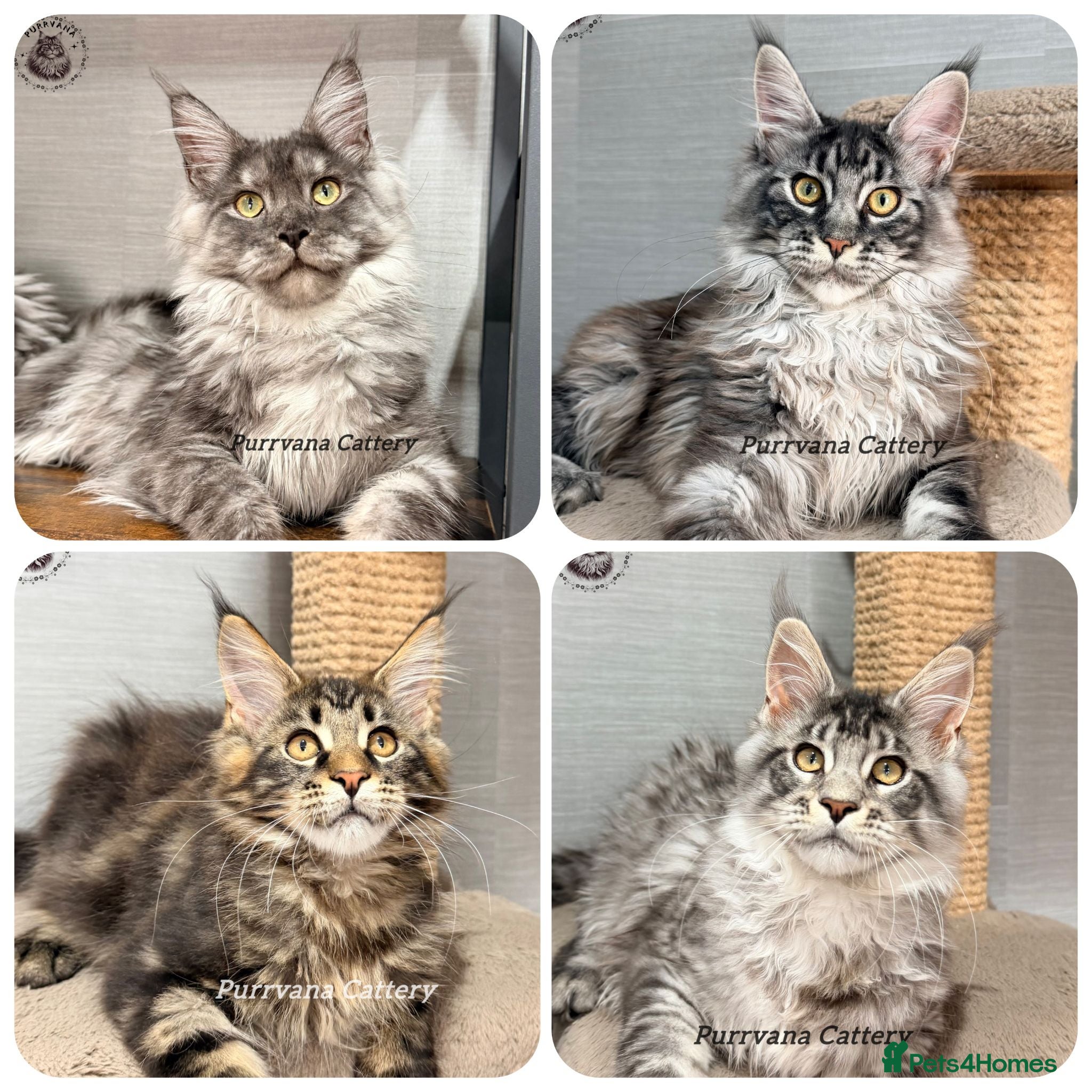 Maine Coon cats TICA registered Maine coon kittens READY NOW - Advert 1