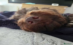Cockapoo dogs for sale: Cockerpoo Fully Trained - Image 5