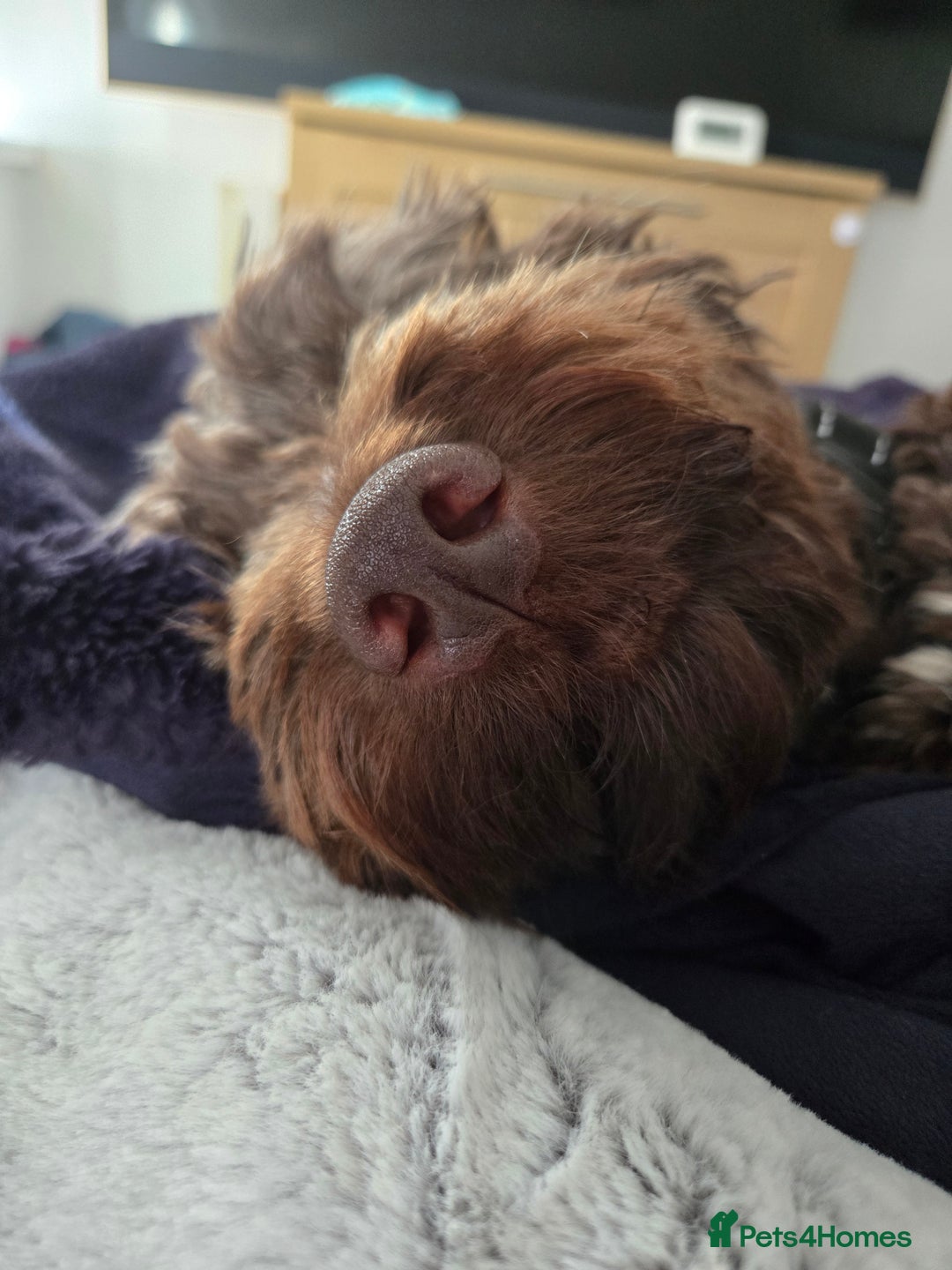 Cockapoo dogs for sale: Cockerpoo Fully Trained - Image 5