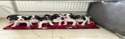 English Springer Spaniel dogs for sale: Springer spaniel puppies for sale - Advert 7