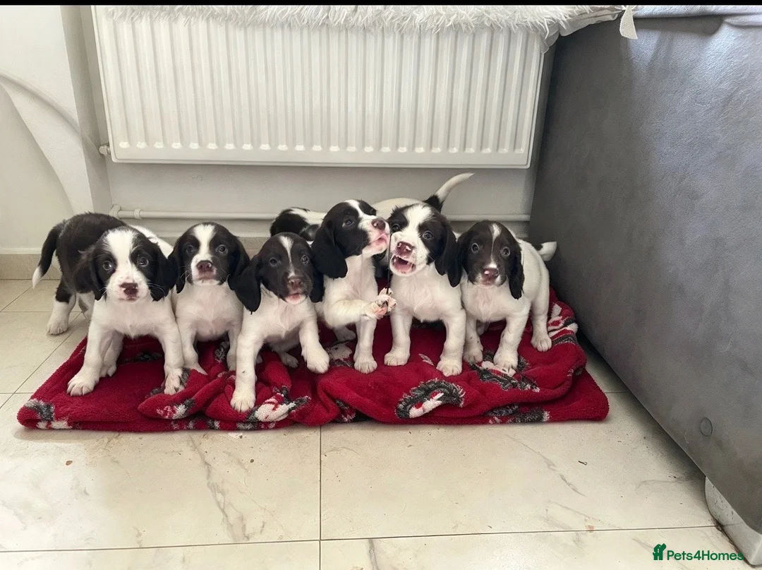 English Springer Spaniel dogs for sale: Springer spaniel puppies for sale - Advert 7
