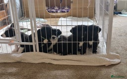 Mixed Breed dogs for sale: Beautiful Rough Collie/Border Collie puppies.  in Towcester - Image 15