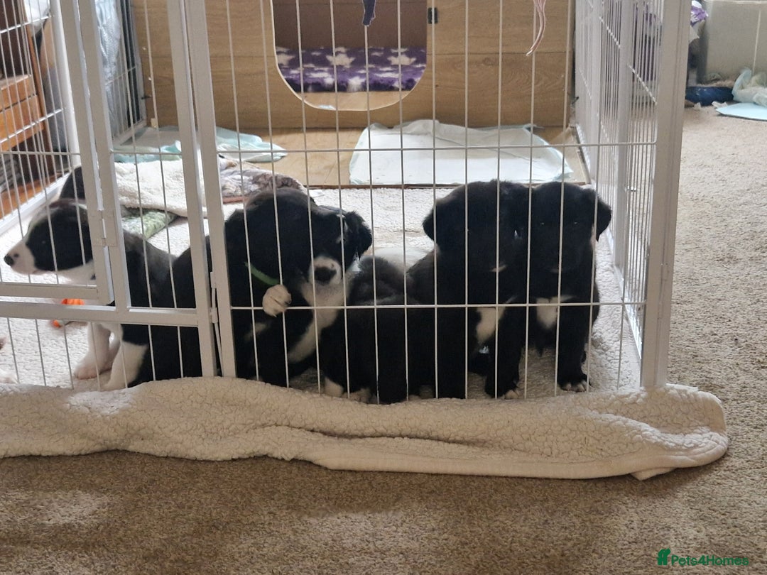 Mixed Breed dogs for sale: Beautiful Rough Collie/Border Collie puppies.  in Towcester - Image 15