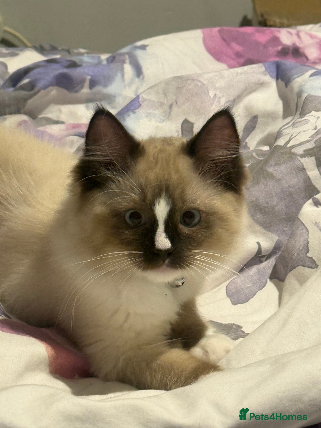 Ragdoll cats for sale: Stunning male ragdoll - Image 7