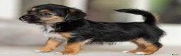 Jack Russell dogs for sale: Gorgeous Jack Russell Puppies  in Newbury - Advert 15