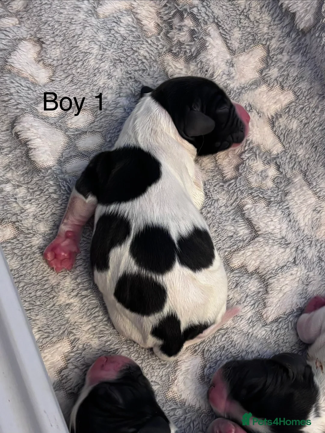 English Springer Spaniel dogs for sale: KC Registered English Springer Spaniel puppies - Advert 39