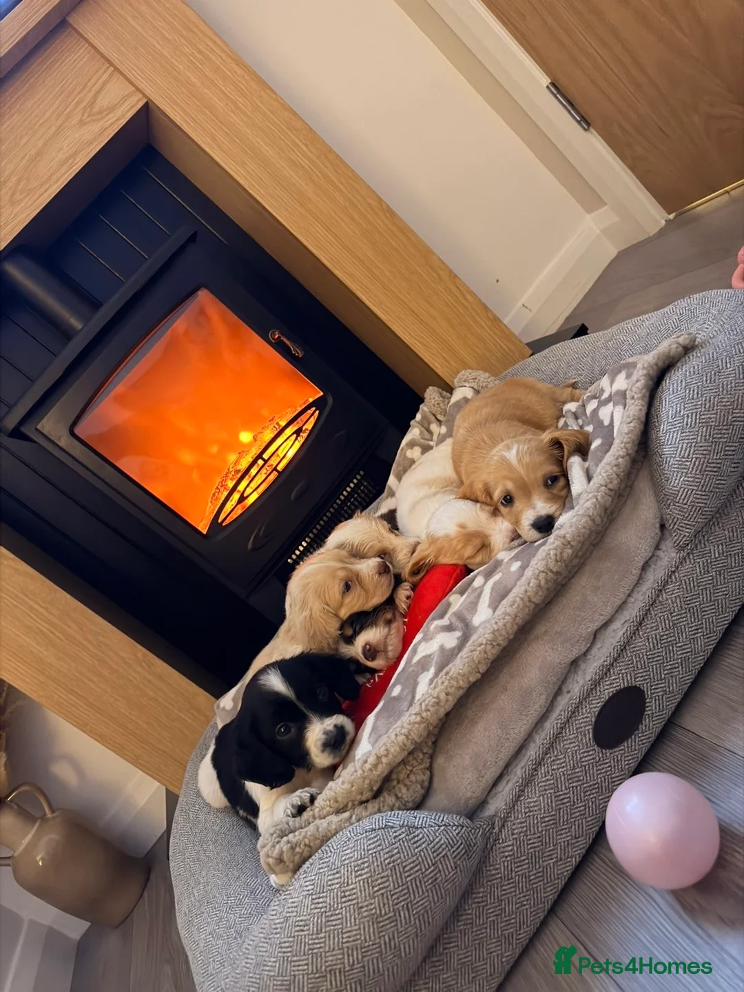 Cocker Spaniel dogs for sale: Cocker spaniel in Omagh - Advert 18