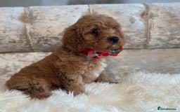 Cavapoo dogs for sale: Stunning f1 quality cavapoo puppies - Image 4