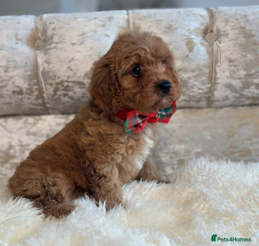 Cavapoo dogs for sale: Stunning f1 quality cavapoo puppies - Image 4