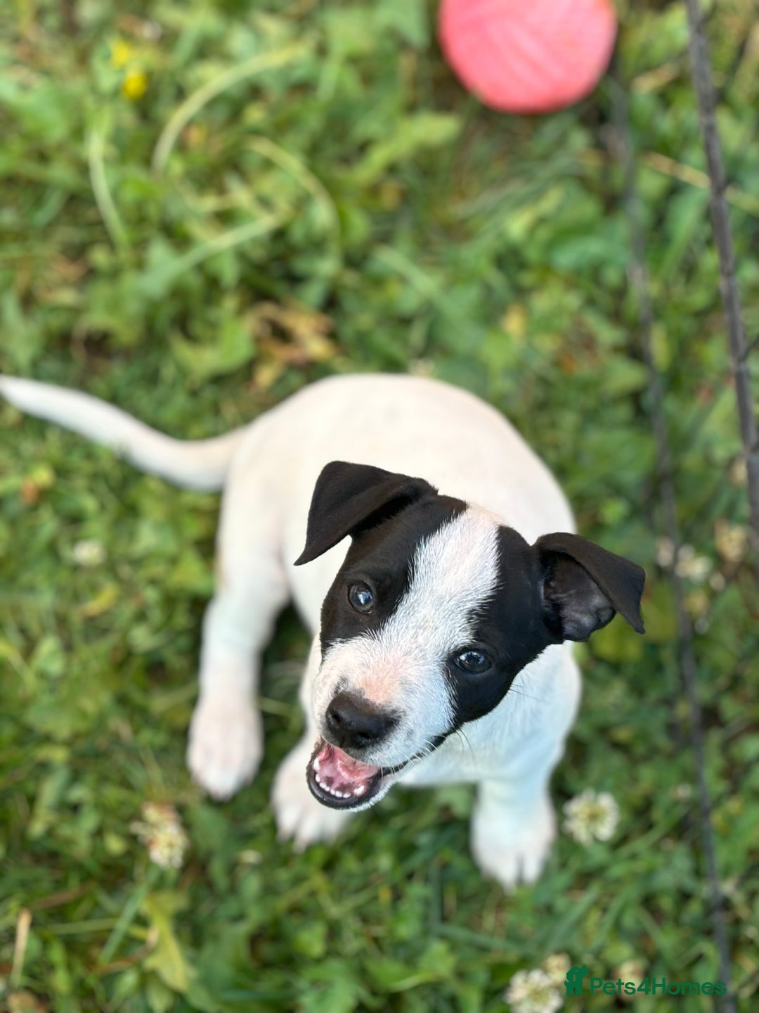 Jack Russell dogs for sale: Last two beautiful Jack Russell bitches - Image 7