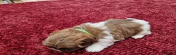 Shih Tzu dogs for sale: Shih tzu puppies looking for their forever home. in Leeds - Advert 8
