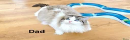 Ragdoll cats for sale: GCCF ACTIVE (FOR BREEDING) SEAL BICOLOUR FEMALE - Advert 30